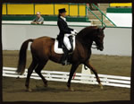 LA Batlic Sundance, dressage, Grand Prix, Suzin Daly