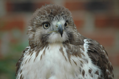 Falconry, Suzin Daly, filmmaker