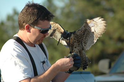 Falconry, Suzin Daly